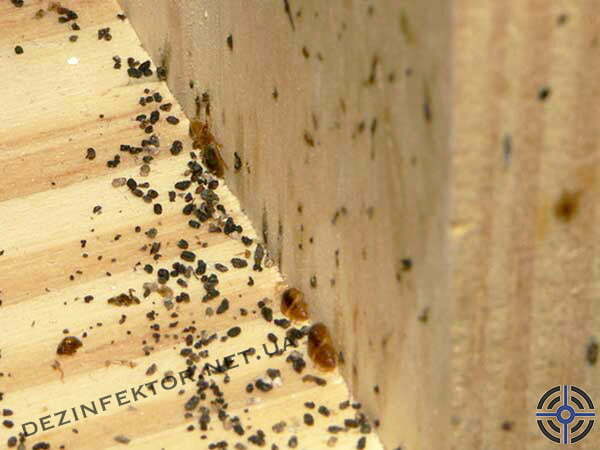 Уничтожение клопов (Украина)