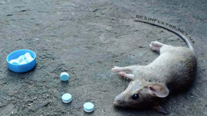 Уничтожение Мышей и Крыс в Фастове