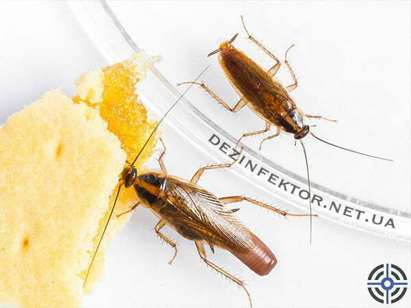 Знищення тарганів без запаху (Україна)