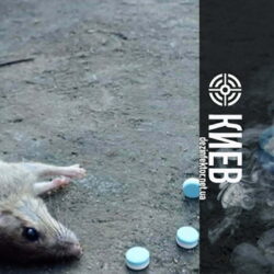 Уничтожение Мышей и Крыс в Киеве