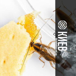 Уничтожение Тараканов без Запаха в Киеве