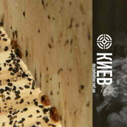 Уничтожение Клопов в Киеве