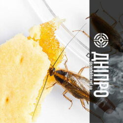 Знищення Тарганів без Запаху в Дніпрі