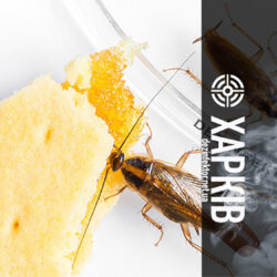 Знищення Тарганів без Запаху у Харкові
