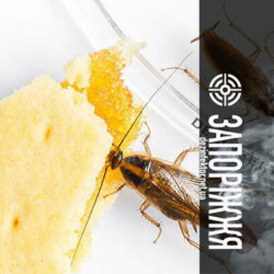 Знищення Тарганів без Запаху в Запоріжжі