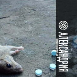 Уничтожение Мышей и Крыс в Александрии