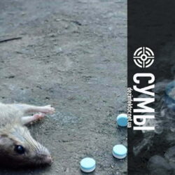 Уничтожение Мышей и Крыс в Сумах