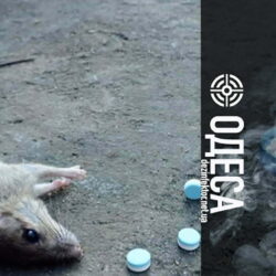 Знищення Мишей та Щурів в Одесі