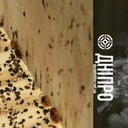 Знищення Клопів у Дніпрі