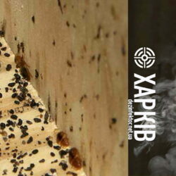 Знищення Клопів у Харкові