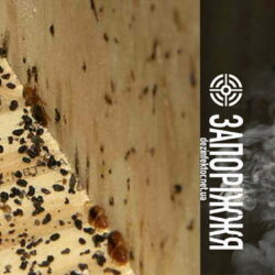 Знищення Клопів у Запоріжжі