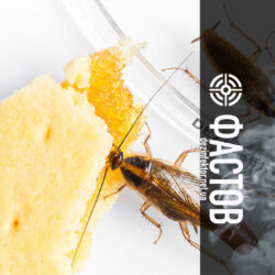 Уничтожение Тараканов без Запаха в Фастове