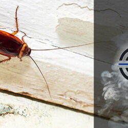 Что Делать Если от Соседей Ползут Тараканы?