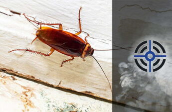 Що Робити Якщо від Сусідів Повзуть Таргани?