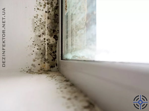 Уничтожение плесени и грибка (Украина)